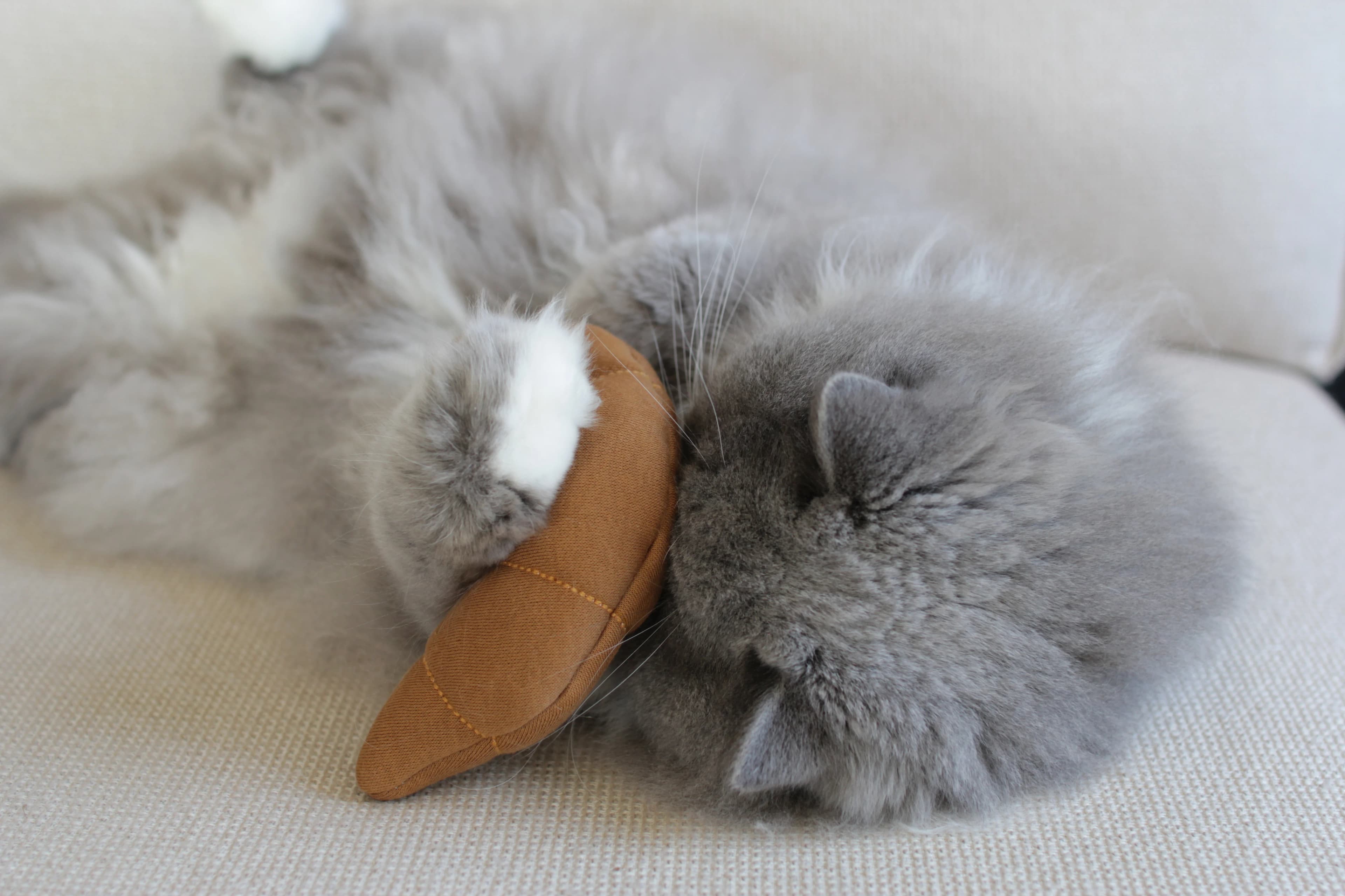 Pookie from Ponoto playing with Le Croissant