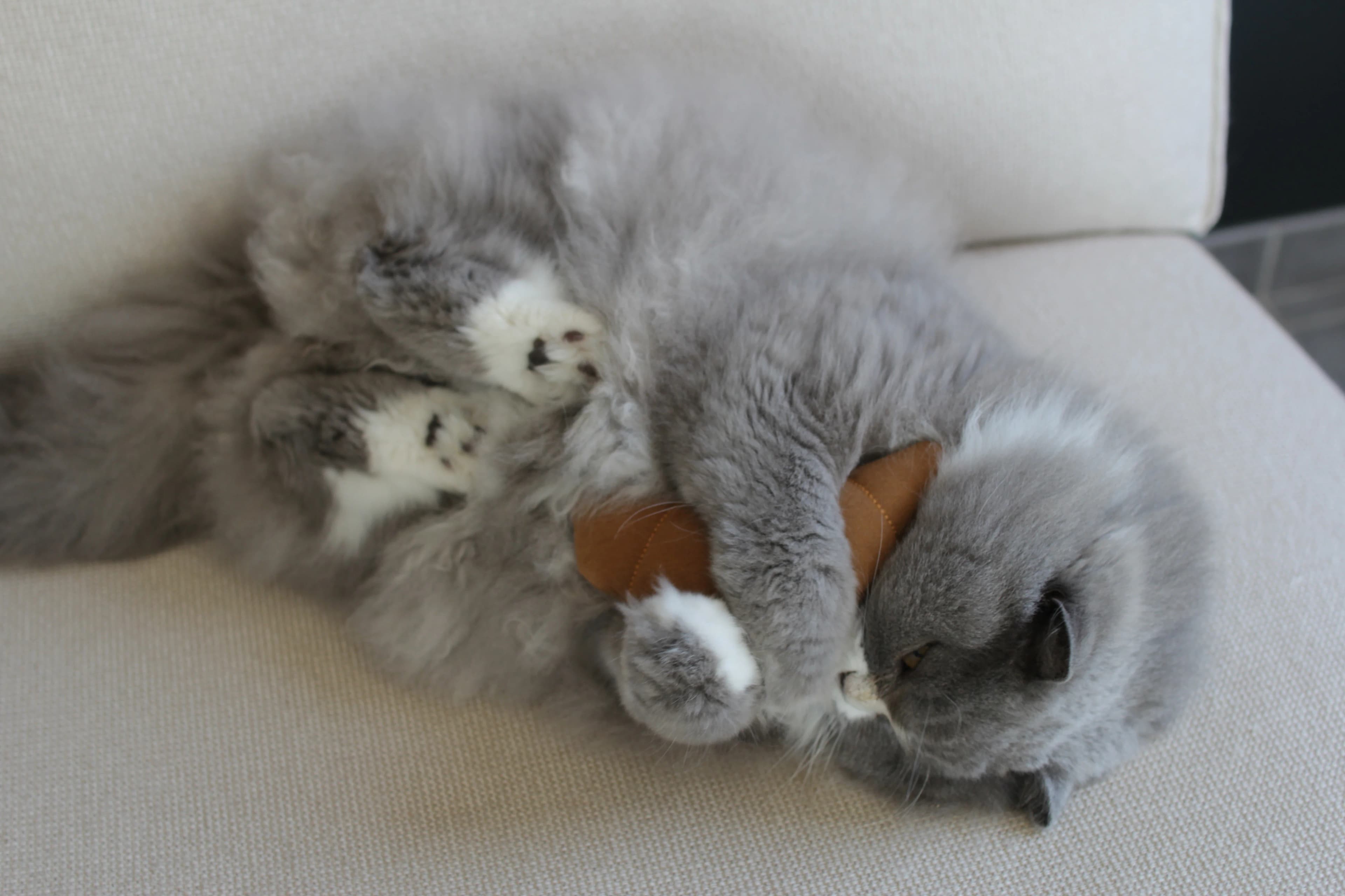 Pookie playing with Le Croissant